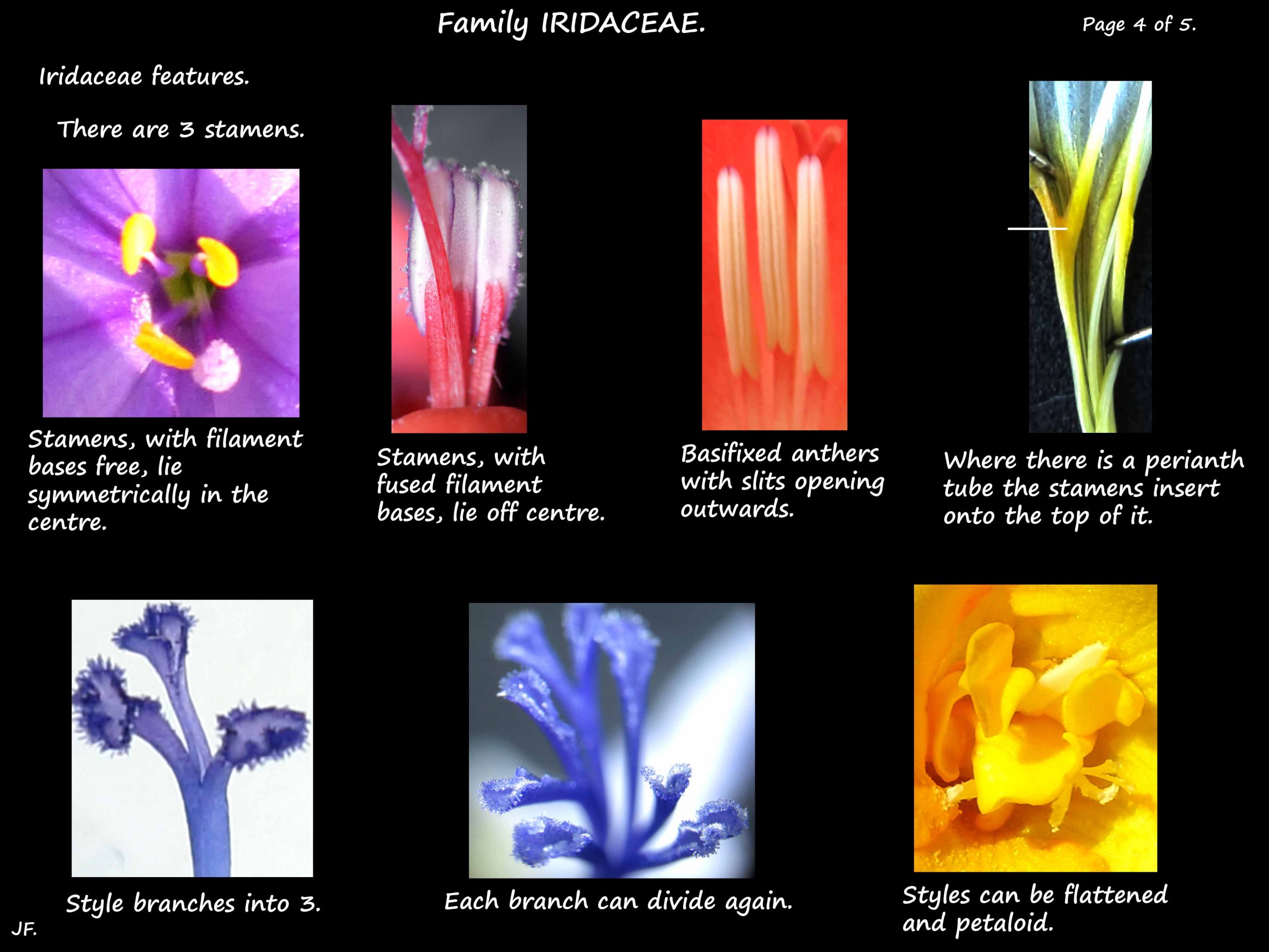 4 Iridaceae stamens & style